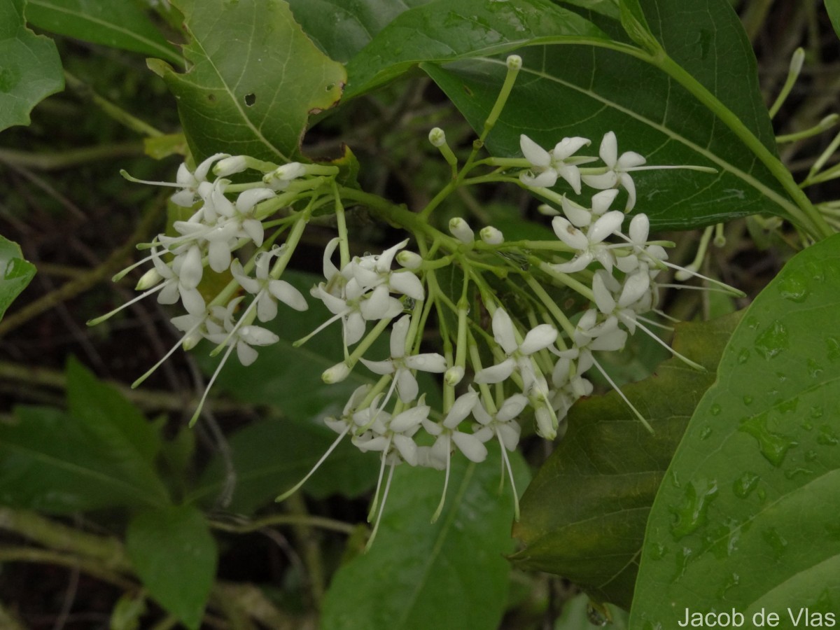 Pavetta indica L.